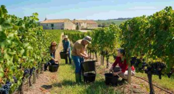 Francia: l’enoturismo in ascesa punta a diventare leader in Europa
