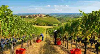 Il Vino Nobile di Montepulciano: una vendemmia 2022 da record con l’etichetta Toscana