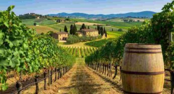 Il vigneto toscano conquista il mondo: crescita e successo sui mercati internazionali