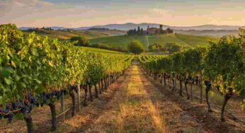 Scopri i tesori enologici di Carmignano secondo il Gambero Rosso