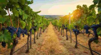 Scopri il Primitivo di Manduria Dolce Naturale DOCG: il tesoro enologico della Puglia