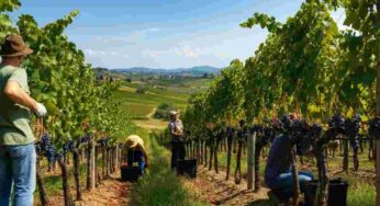 Vini toscani in crescita: il +10% dell’export e gli eventi BuyWine e PrimAnteprima di febbraio