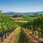 Il Consorzio Vino Chianti lancia un appello al Governo contro i dazi USA