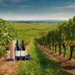 La Borgogna adotta bottiglie di vino più leggere per un futuro sostenibile