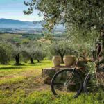 Scoprire il futuro dell'olio evo: il convegno sulla certificazione Made Green in Italy