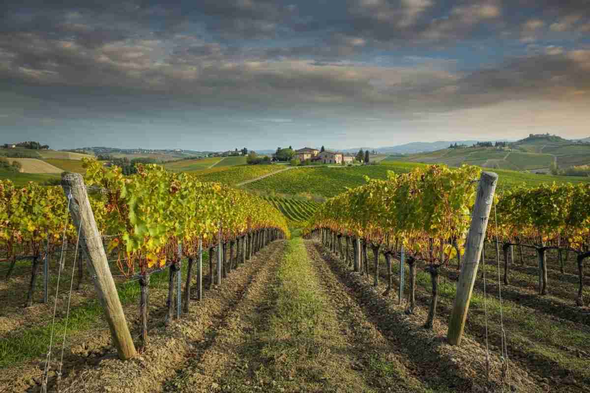 2024: una sfida senza precedenti per il mondo del vino