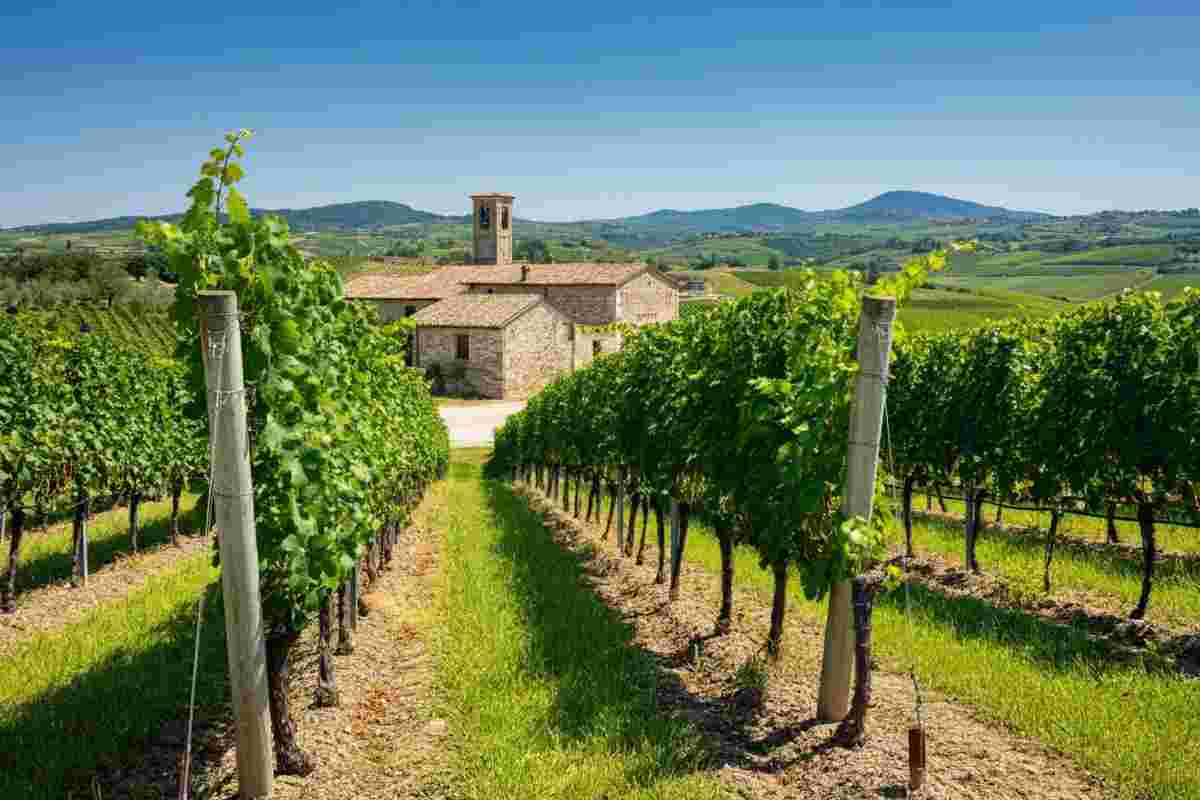 Alessandro Nicodemi riconfermato alla guida del Consorzio Tutela Vini d’Abruzzo: cosa cambia per il futuro del vino abruzzese?