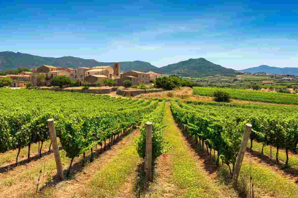 Antichi Poderi Jerzu: un viaggio tra vino, tradizione e innovazione