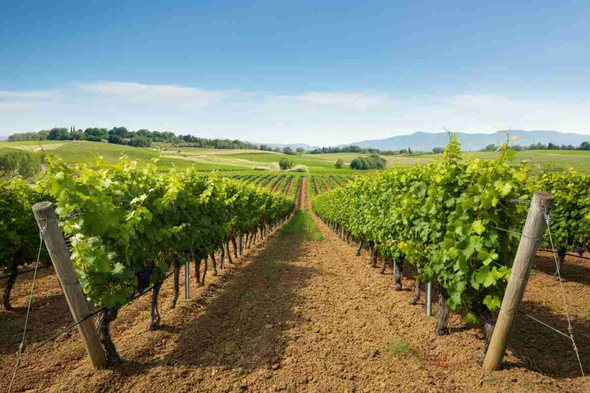 Come il carbon farming sta trasformando il futuro della viticoltura