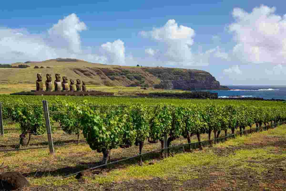 L'Isola di Pasqua conquista il vino Doc: il sogno di attrarre enoturisti di lusso