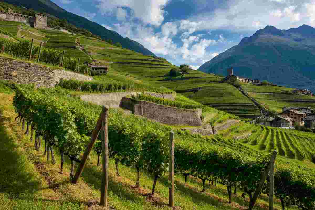 La Valle d’Aosta ospita di nuovo il Mondial des Vins Extrêmes 2025: ecco cosa aspettarsi