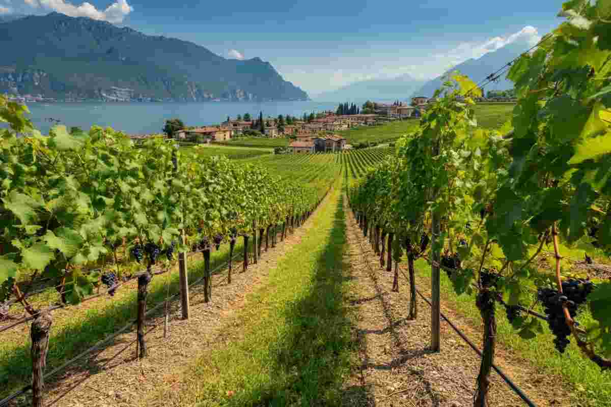 Lugana DOC: il bianco del Garda che conquista il mondo