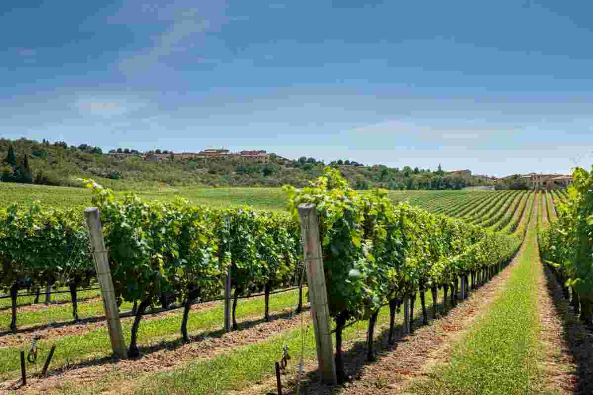 Made in Italy: la rivoluzione sostenibile che trasforma le vigne