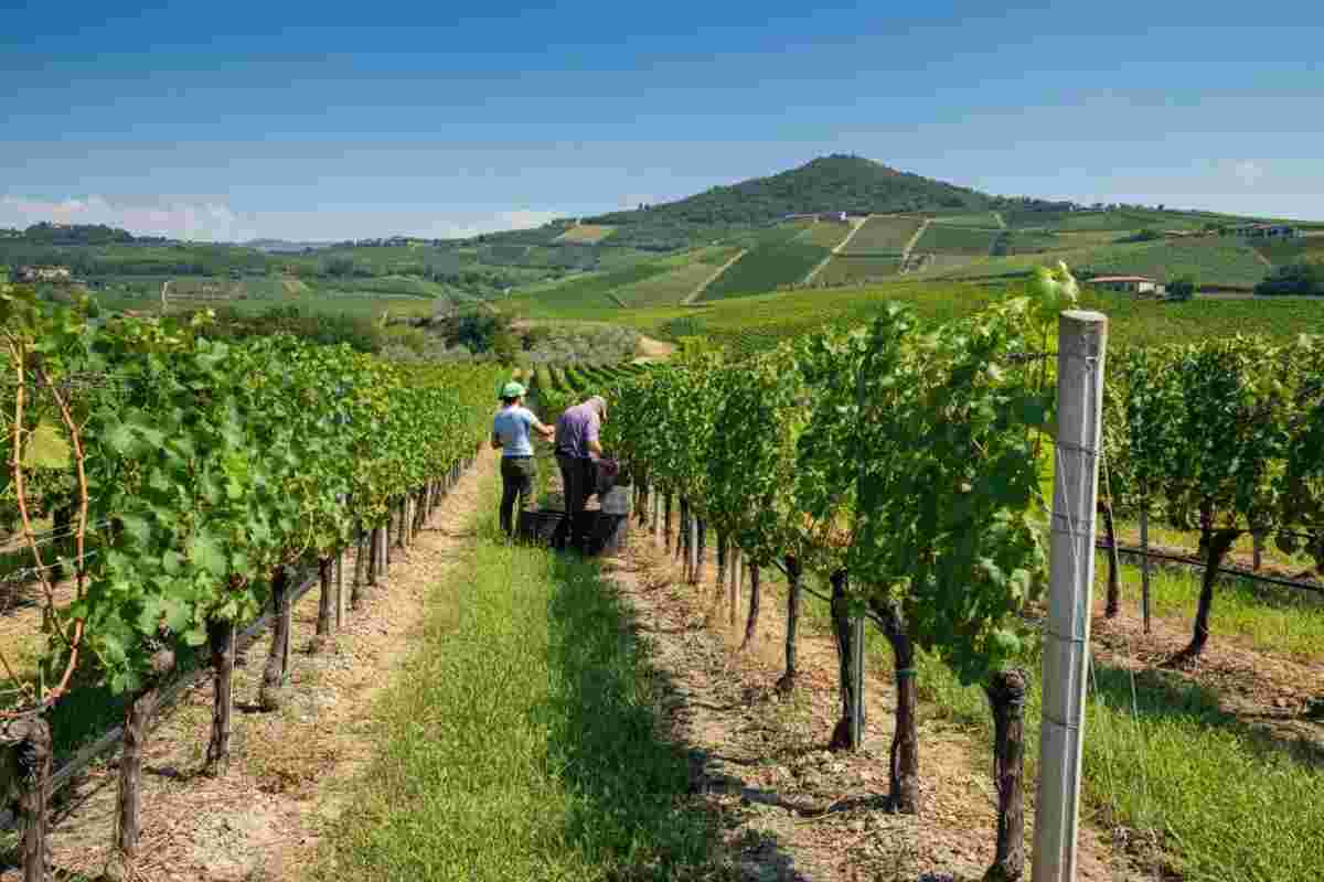 Sannio sostenibile: un progetto innovativo per viticoltura, ambiente e lavoro equo