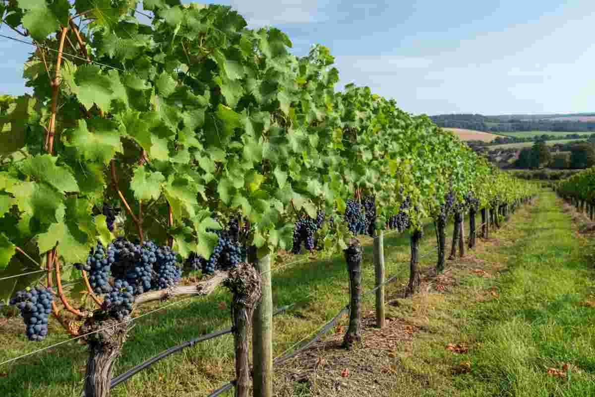 Scoperte vinicole: il Regno Unito e la Danimarca alla ribalta del vino innovativo
