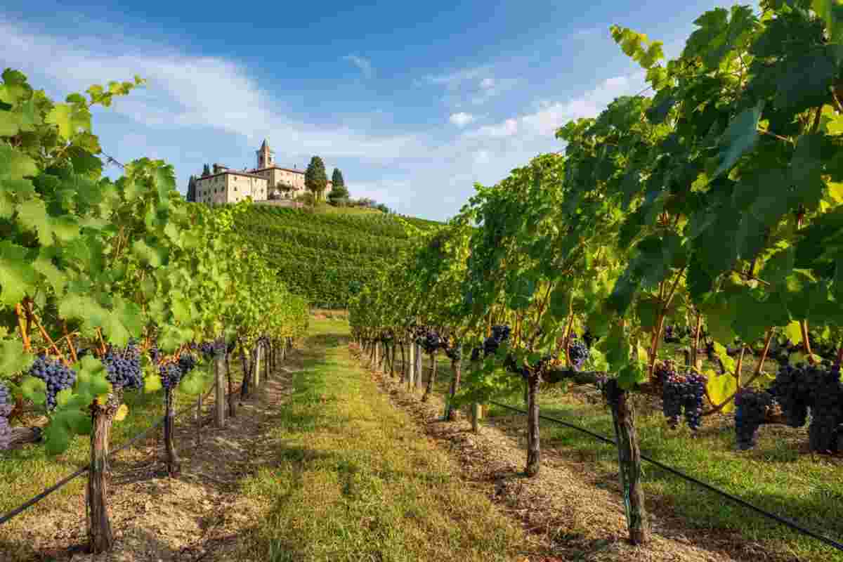 Scoprendo il Friuli Isonzo: il Malvasia 2022 da non perdere
