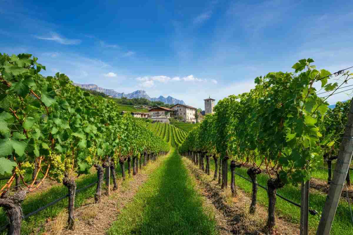 Scoprendo il Trentino Nosiola 2022: un viaggio tra sapori e tradizioni