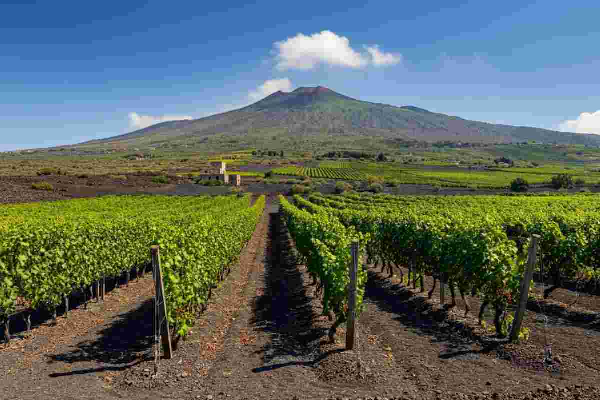 Scoprendo l'Etna Bianco Sup. 2023: un viaggio tra sapori e tradizione