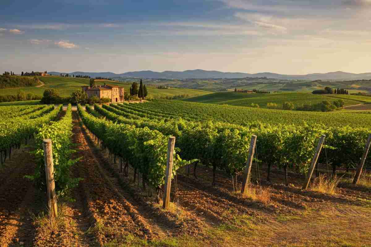 Scopri ColleMezzano: il Supertuscan che sta rivoluzionando Tenuta di Biserno