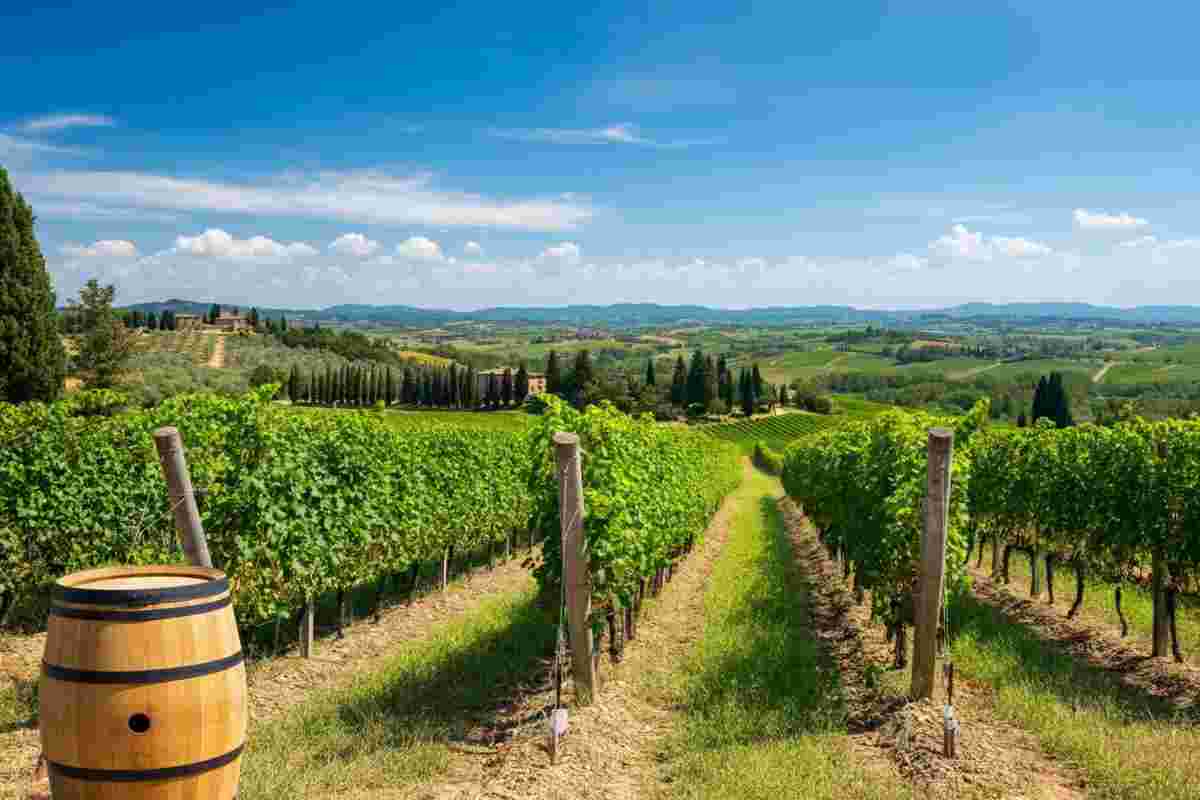 Scopri i 14 Rosso di Montalcino imperdibili sotto i 20 euro