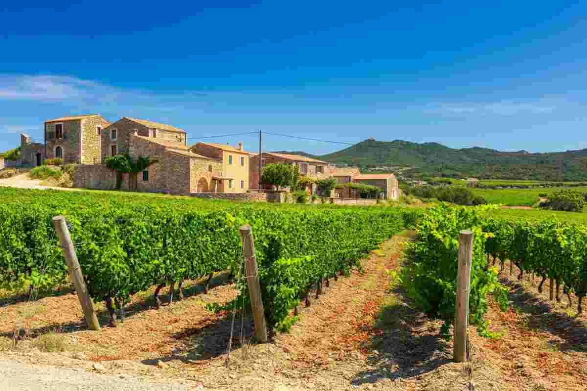 Scopri i vini straordinari della Cantina Mussennore in Barbagia