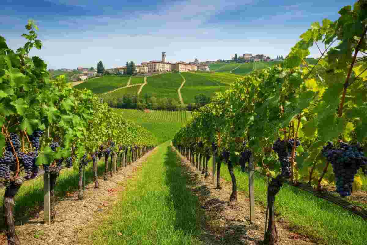 Scopri il Barbaresco Meruzzano 2021: un vino da non perdere