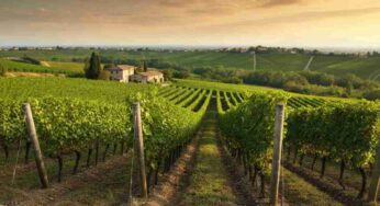 Scopri il Cabernet Rittochino 42: un tesoro dei Colli Euganei del 2019