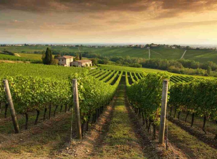 Scopri il Cabernet Rittochino 42: un tesoro dei Colli Euganei del 2019