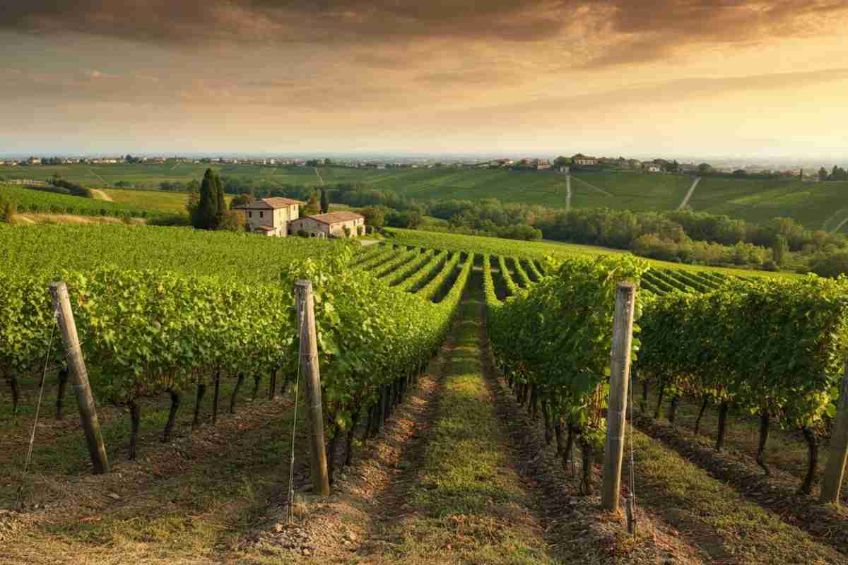 Scopri il Cabernet Rittochino 42: un tesoro dei Colli Euganei del 2019