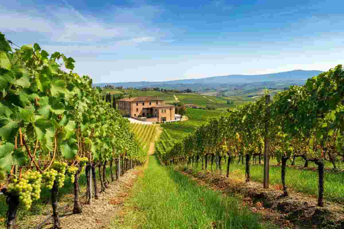 Scopri il Colli di Luni Vermentino 3 Vigne 2023: un vino da non perdere