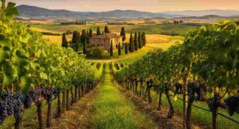 Scopri il Cortona Syrah Campetone 2021: un viaggio nei sapori toscani