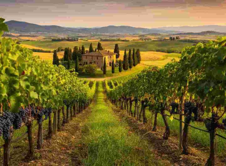 Scopri il Cortona Syrah Campetone 2021: un viaggio nei sapori toscani