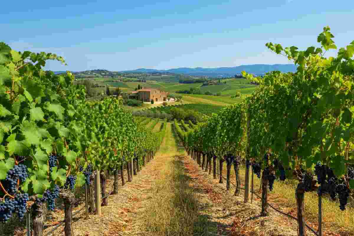 Scopri il Cortona Syrah S.90 2022: un viaggio tra sapori e tradizione