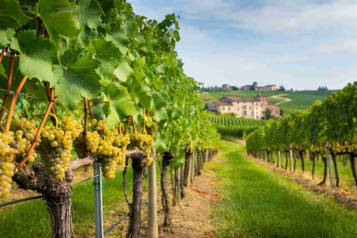 Scopri il Friuli Isonzo Pinot Bianco 2023: un vino da non perdere