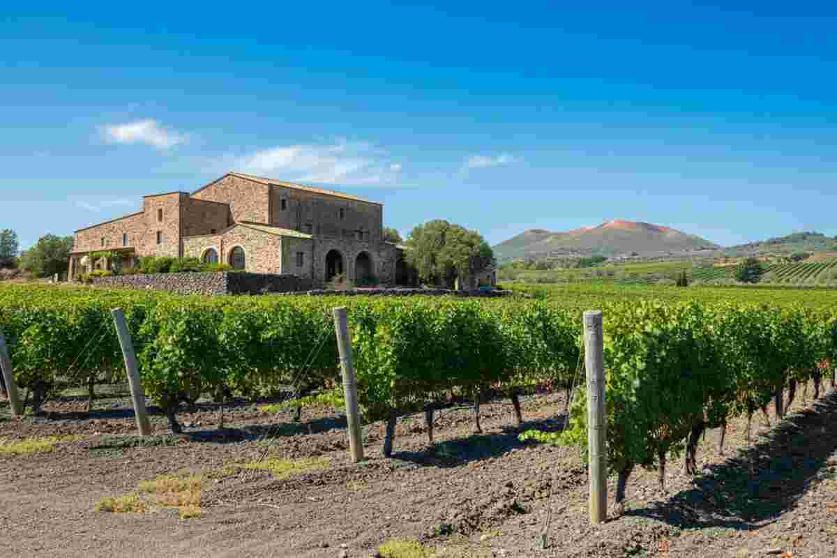Scopri il Greco di Tufo Terra d'Uva 2022: un viaggio nel gusto e nella tradizione