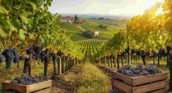 Scopri il Lambrusco Grasparossa di Castelvetro M. Cl. Brut Rosé Settimo Cielo 2023: un’esperienza da non perdere