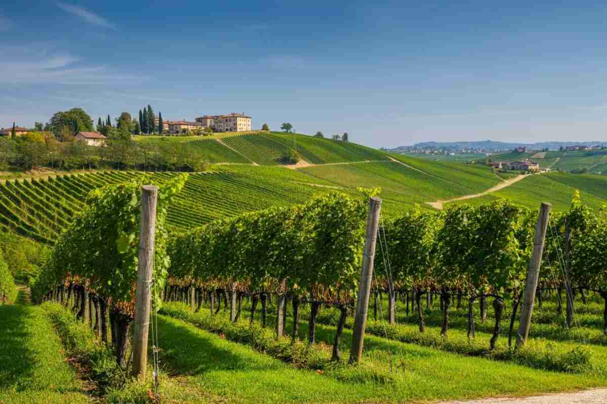 Scopri il Langhe Rosso Larigi 2021: un viaggio nei sapori delle Langhe