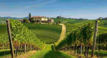 Scopri il Nebbiolo d’Alba Genta 2018: un viaggio nei sapori del Piemonte