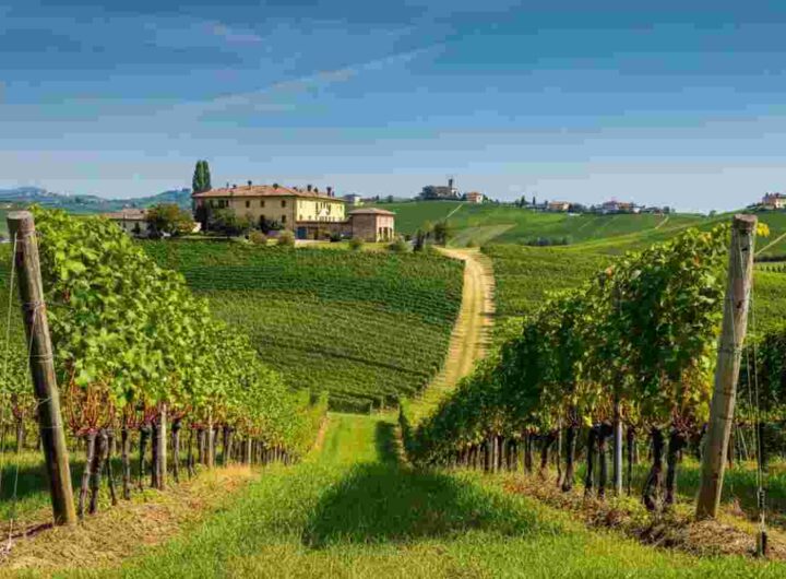 Scopri il Nebbiolo d'Alba Genta 2018: un viaggio nei sapori del Piemonte