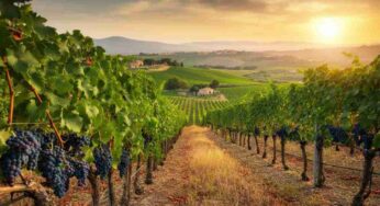 Scopri il Nero d’Avola Nearì 2023: un viaggio nei sapori della Sicilia