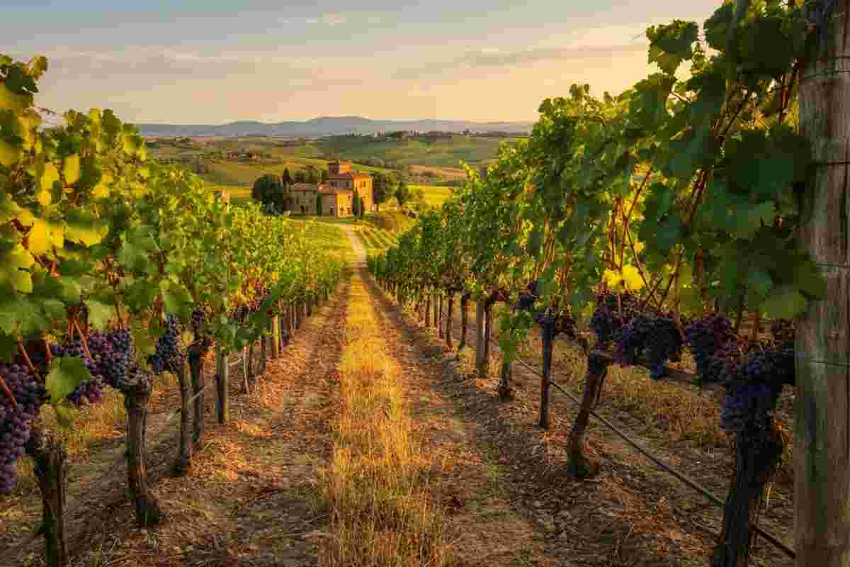 Scopri il Rosso di Montalcino 2021: un viaggio nei sapori toscani