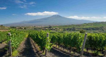 Scopri il Sant’Andrea Carricante 2020: un vino che sorprende