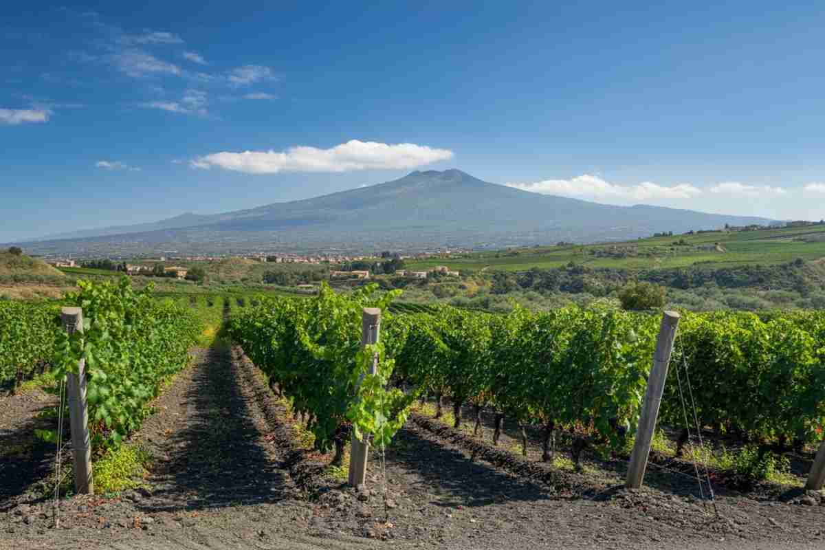 Scopri il Sant'Andrea Carricante 2020: un vino che sorprende