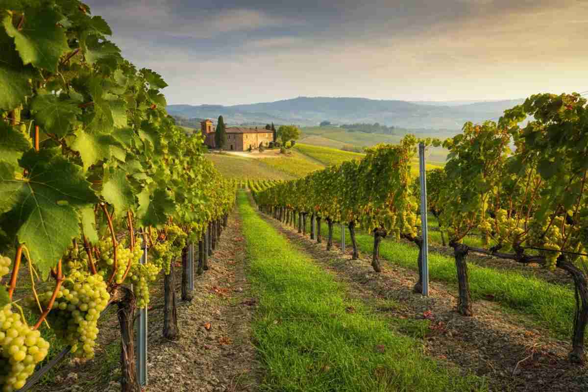 Scopri il Trebbiano 2023: un'annata da non perdere