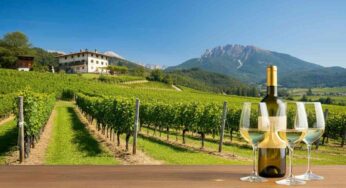 Scopri il Trentino: l’eccellenza del Manzon Bianco Maso Franch 2017