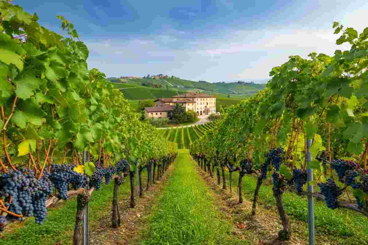 Scopri il dolcetto di Diano d'Alba Sörì Cristina 2023: un vino da non perdere