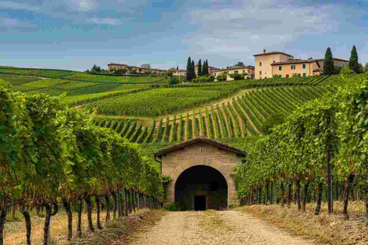 Scopri il fascino del Cartizze: il tesoro del Prosecco italiano