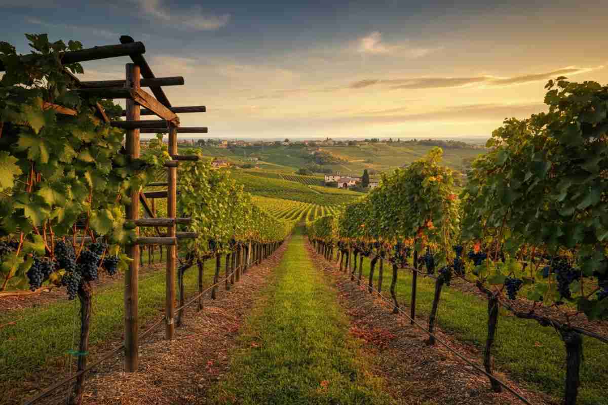 Scopri il fascino del Recioto della Valpolicella Cl. Le Quare 2019