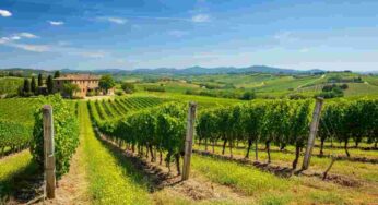 Scopri il fascino del Viognier 2020 della Maremma Toscana