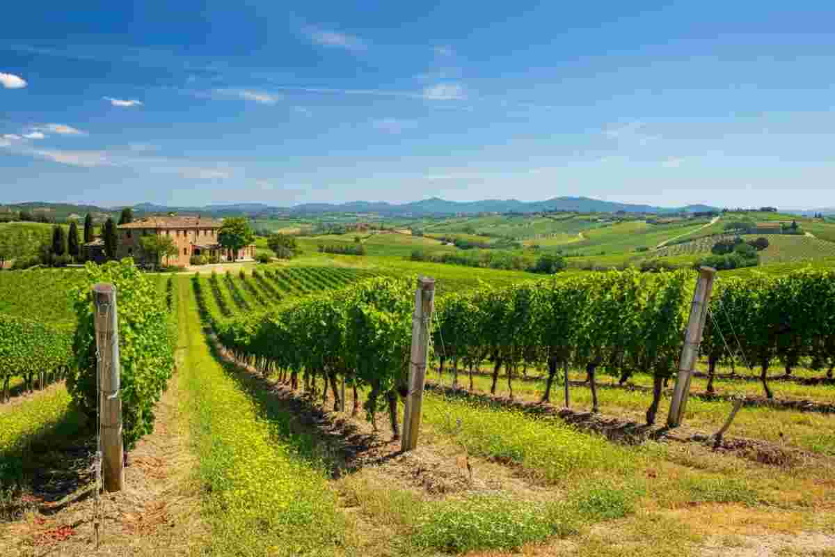 Scopri il fascino del Viognier 2020 della Maremma Toscana